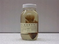 藏品(尼羅河口孵魚)的圖片